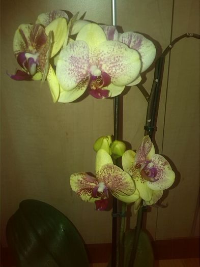 IMG_20150413_133924 - orhidee