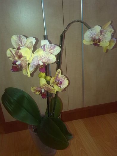 IMG_20150413_133936 - orhidee