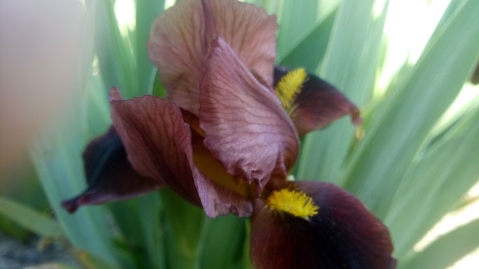 little buccaner - irisi pitici 2015