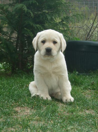 IMG_20150417_170958 - Elsa-labrador retriever