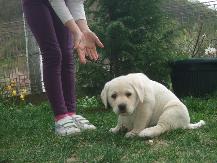 tmp_6011-DSCF4105303424730 - Elsa-labrador retriever