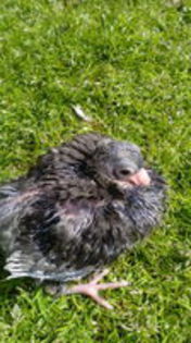 102759096_CFCLRQE3[1] - pui 2015