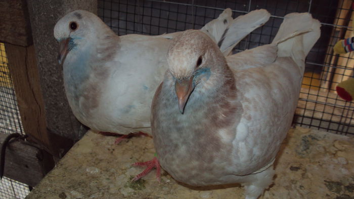 poza 17 - la 36 zile; de 4 zile sunt pe jos, mananca ajutati de parinti dar au inceput si singuri.
