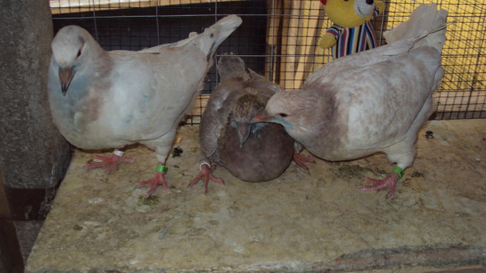 DSC06852 - 0 DE PRIN_VOLIERA