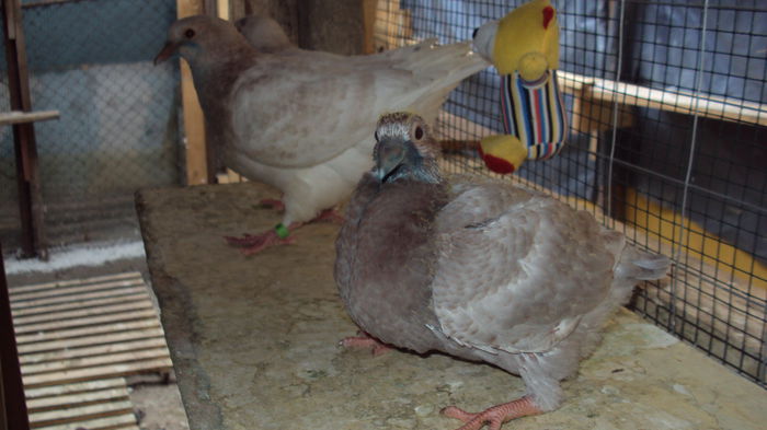 DSC06858 - 0 DE PRIN_VOLIERA