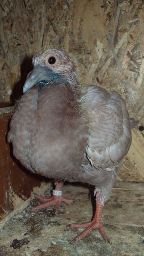 DSC06859 - 0 DE PRIN_VOLIERA