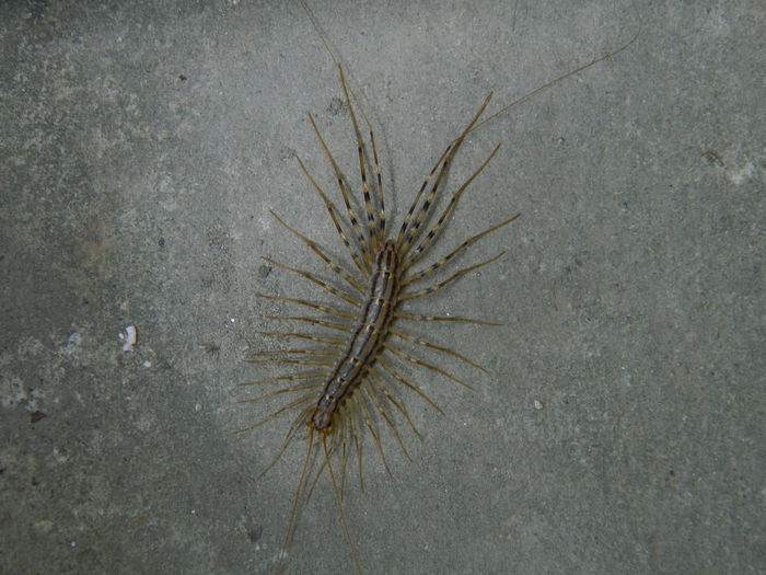 DSCN3804 - 2015_APRILIE_2