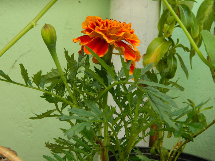 DSCN3808 - 2015_APRILIE_2