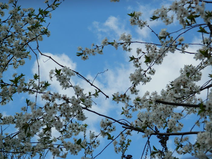 DSCN3984 - 2015_APRILIE_2