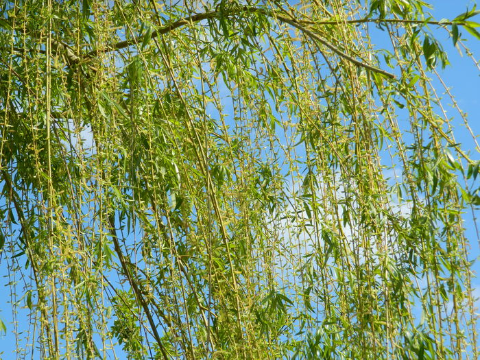 DSCN3989 - 2015_APRILIE_2