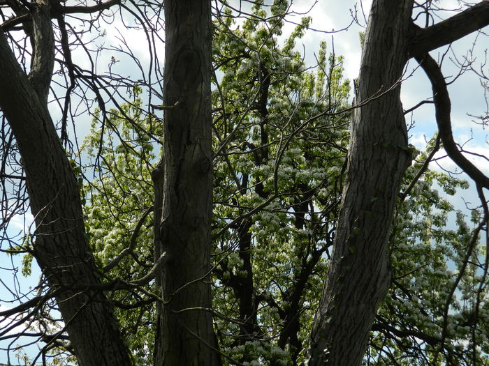 DSCN3994 - 2015_APRILIE_2