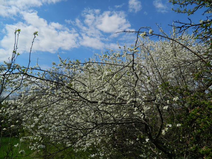 DSCN3995 - 2015_APRILIE_2