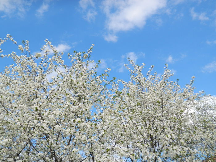 DSCN3998 - 2015_APRILIE_2