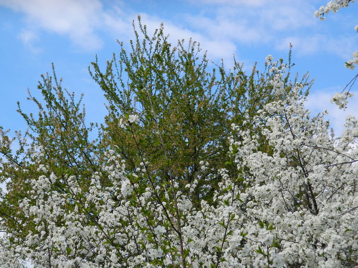 DSCN4000 - 2015_APRILIE_2