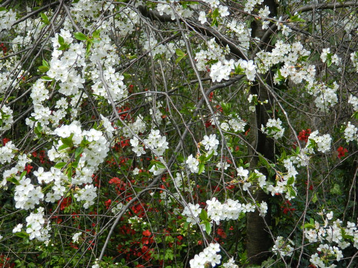 DSCN4001 - 2015_APRILIE_2