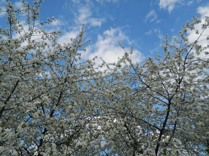 DSCN4003 - 2015_APRILIE_2