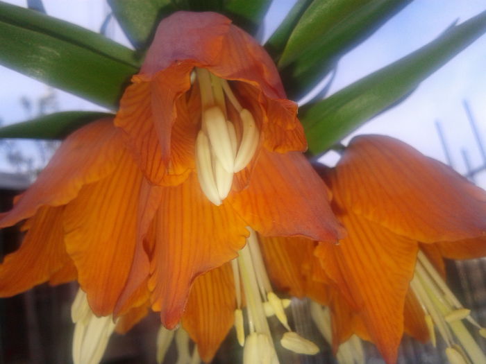 20150416_182549 - FRITILLARIA  IMPERIALIS