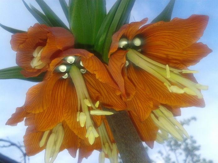 20150416_182619 - FRITILLARIA  IMPERIALIS