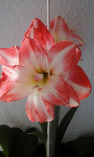 11100005_904683792886133_354193222_n - Amaryllis 2015