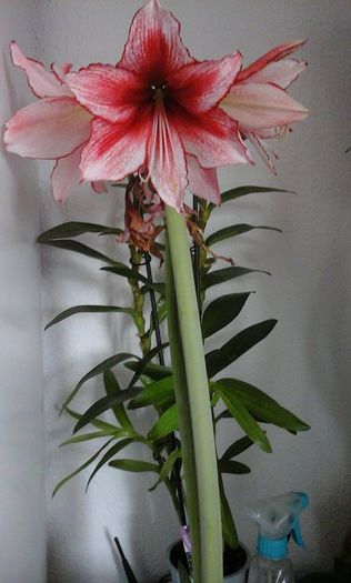 11146052_904682826219563_512361946_n - Amaryllis 2015