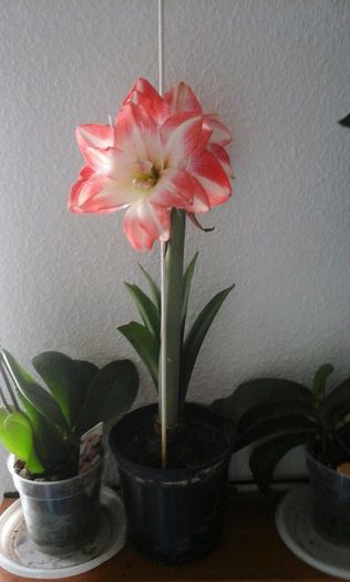 11156832_904683766219469_1945361215_n - Amaryllis 2015