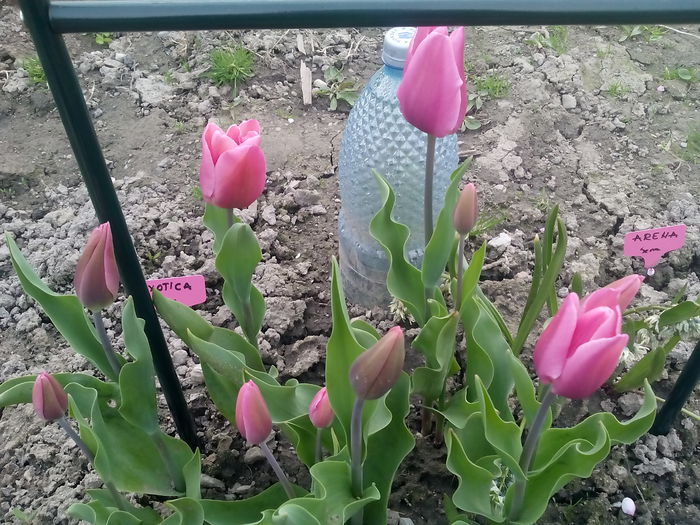  - 2015 Flori in  gradina