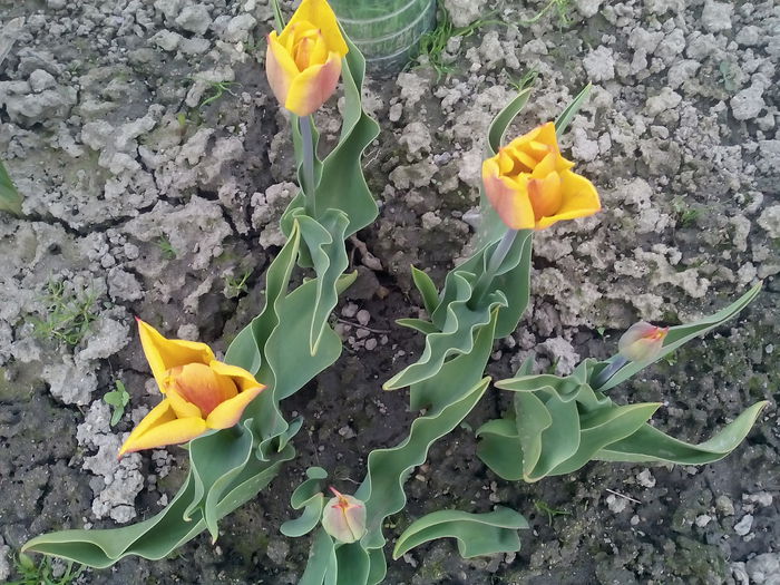  - 2015 Flori in  gradina