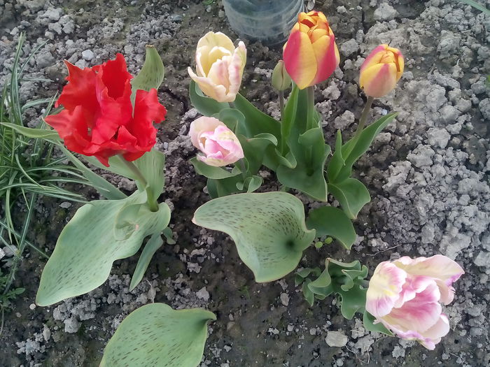  - 2015 Flori in  gradina