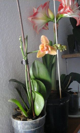 11121896_904683446219501_1623218143_n