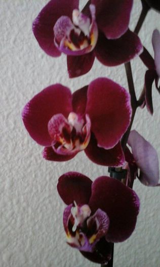 11157979_904683756219470_55559332_n