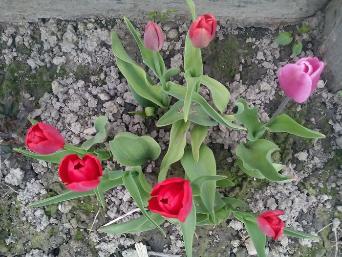  - 2015 Flori in  gradina