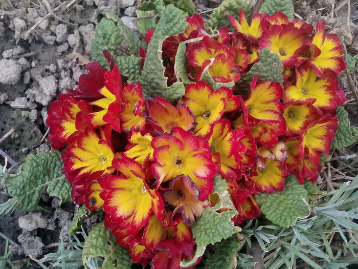  - 2015 Flori in  gradina