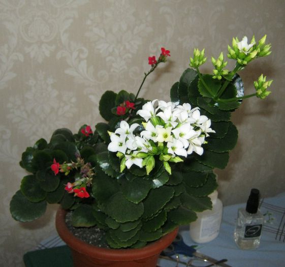 07-kalanchoe mix