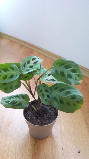 Maranta 2