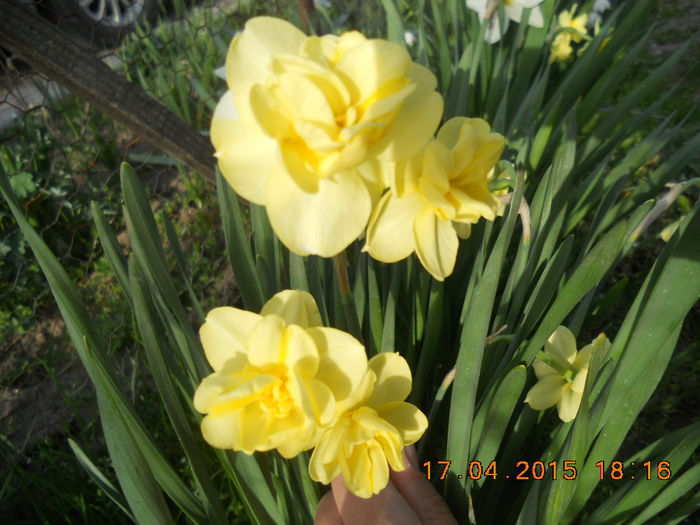 DSCN4209 - flori de primavara