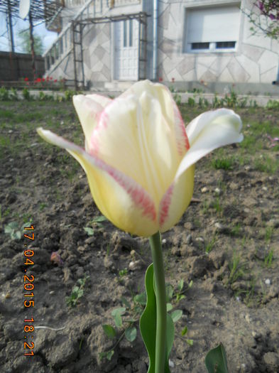 DSCN4220 - flori de primavara