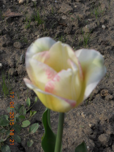 DSCN4222 - flori de primavara