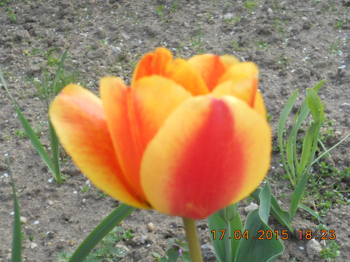 DSCN4229 - flori de primavara