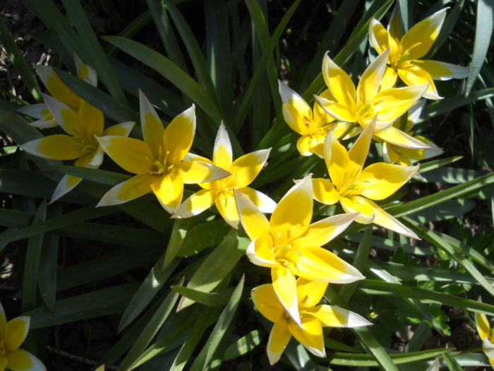 Tulipa tarda