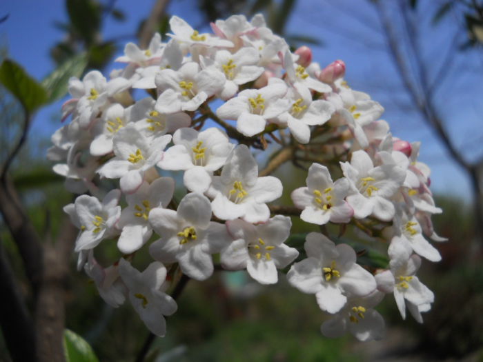 Viburnum burkwoodii