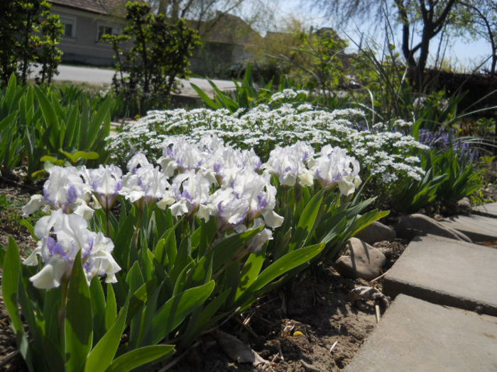 Iris?