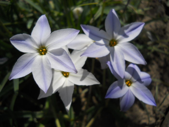 Tristagma uniflorum - Flora_2015