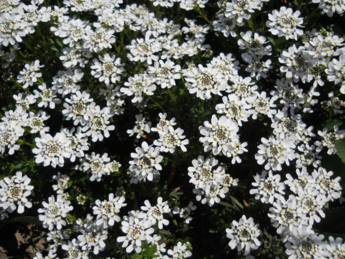 Iberis sempervirens