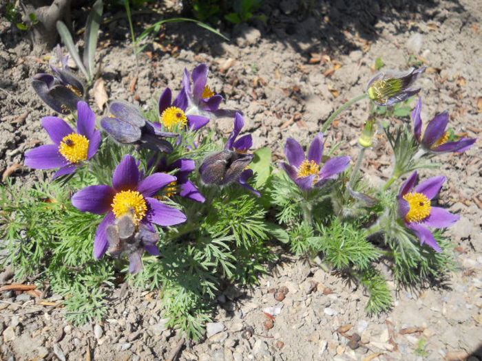 Pulsatilla