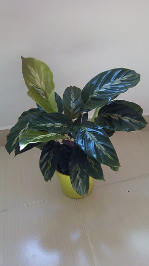 Calathea warscewiczii - Calathea warscewiczii