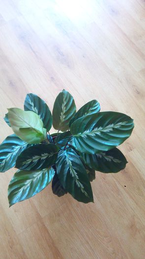 Calathea warscewiczii 2