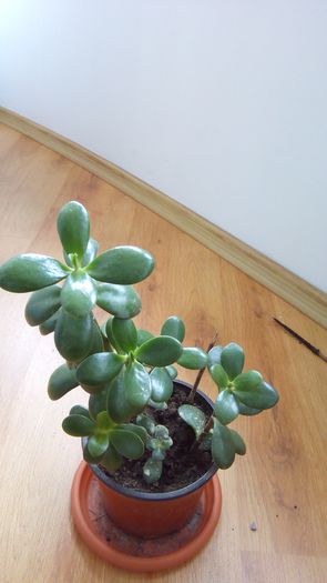 Crassula 2 - Crassula-arborele de jad