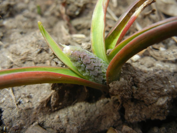 Muscari Golden Fragrance (2015, Mar.22)