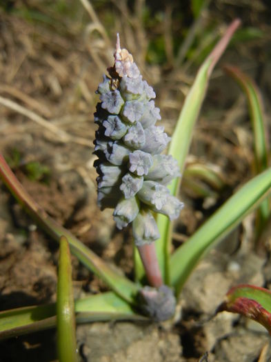 Muscari Golden Fragrance (2015, Apr.10)