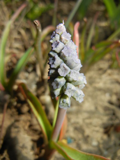 Muscari Golden Fragrance (2015, Apr.10)